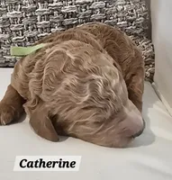 Catherine, a female Poodle - Standard  for sale in Davenport, FL – 1 of 6