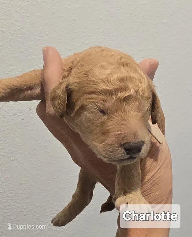 Charlotte – Poodle - Standard  puppy for sale in Davenport, FL