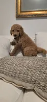 Anastasia, a female Poodle - Standard  for sale in Davenport, FL – 2 of 10