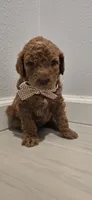 Sophia, a female Poodle - Standard  for sale in Davenport, FL – 2 of 8