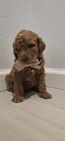 Sophia, a female Poodle - Standard  for sale in Davenport, FL – 3 of 8