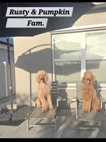 Charlotte, a female Poodle - Standard  for sale in Davenport, FL – 2 of 5