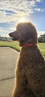 Catherine, a female Poodle - Standard  for sale in Davenport, FL – 2 of 6