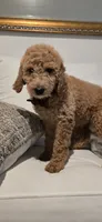 Anastasia, a female Poodle - Standard  for sale in Davenport, FL – 4 of 10