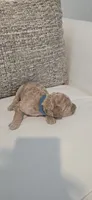 Anastasia, a female Poodle - Standard  for sale in Davenport, FL – 5 of 6