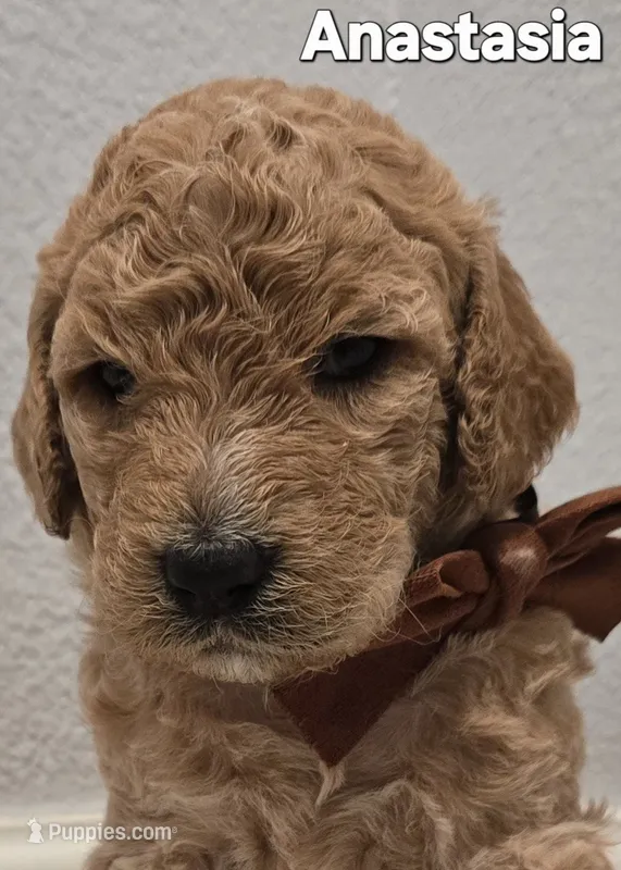 Anastasia – Poodle - Standard  puppy for sale in Davenport, FL