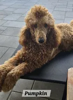 Charlotte, a female Poodle - Standard  for sale in Davenport, FL – 3 of 5