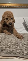 Anastasia, a female Poodle - Standard  for sale in Davenport, FL – 5 of 10