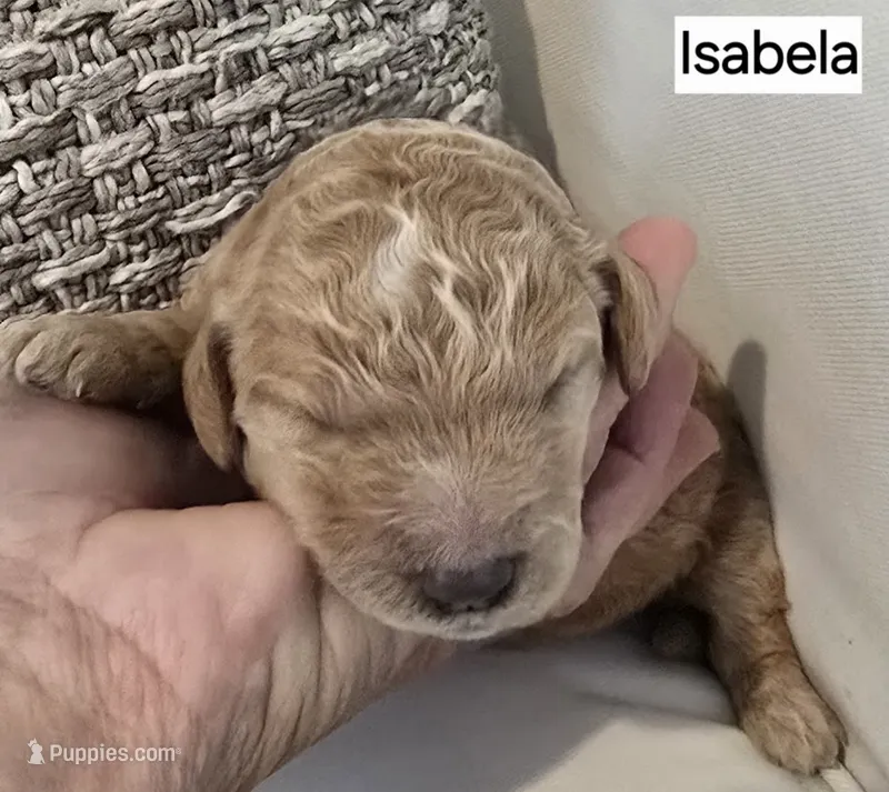 Isabela – Poodle - Standard  puppy for sale in Davenport, FL