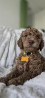 Sophia, a female Poodle - Standard  for sale in Davenport, FL – 6 of 8