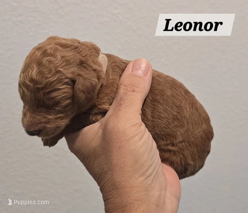 Leonor – Poodle - Standard  puppy for sale in Davenport, FL