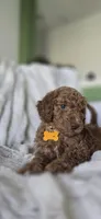 Sophia, a female Poodle - Standard  for sale in Davenport, FL – 5 of 8