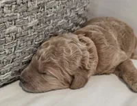 Isabela, a female Poodle - Standard  for sale in Davenport, FL – 3 of 4