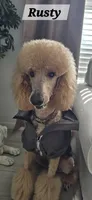 Catherine, a female Poodle - Standard  for sale in Davenport, FL – 4 of 6