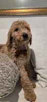 Anastasia, a female Poodle - Standard  for sale in Davenport, FL – 10 of 10