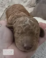 Sophia, a female Poodle - Standard  for sale in Davenport, FL – 4 of 6