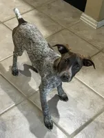 Scout, a female German Shorthaired Pointer for sale in Round Rock, TX – Photo 3 of 5