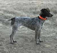 Scout, a female German Shorthaired Pointer for sale in Round Rock, TX – Photo 5 of 5