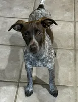 Scout, a female German Shorthaired Pointer for sale in Round Rock, TX – Photo 2 of 5