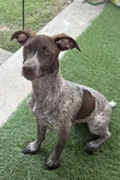 Scout, a female German Shorthaired Pointer for sale in Round Rock, TX – Photo 4 of 5