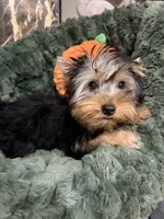 Snickers, a male Yorkshire Terrier for sale in Willowbrook, IL – 2 of 2