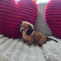 Daisy, a female Miniature Dachshund for sale in Willowbrook, IL – Photo 2 of 2