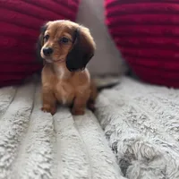 Daisy, a female Miniature Dachshund for sale in Willowbrook, IL – Photo 1 of 2