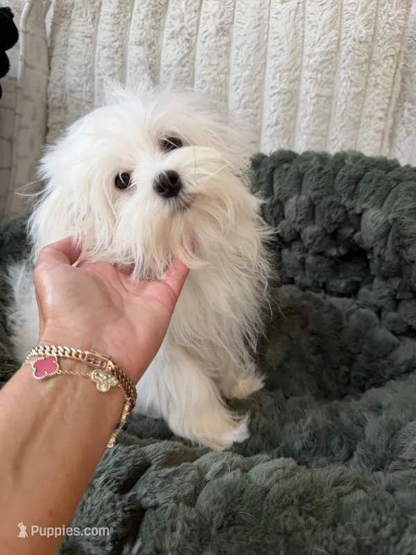 AKC Benz – Maltese puppy for sale in Willowbrook, IL