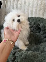AKC Benz, a male Maltese for sale in Willowbrook, IL – 1 of 1