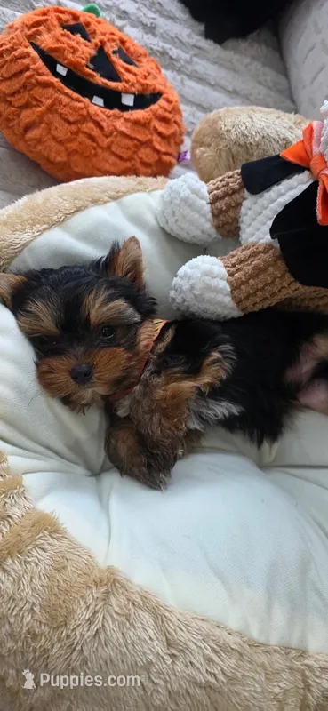AKC Spooky – Yorkshire Terrier puppy for sale in Willowbrook, IL