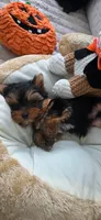 AKC Spooky, a male Yorkshire Terrier for sale in Willowbrook, IL – 1 of 3