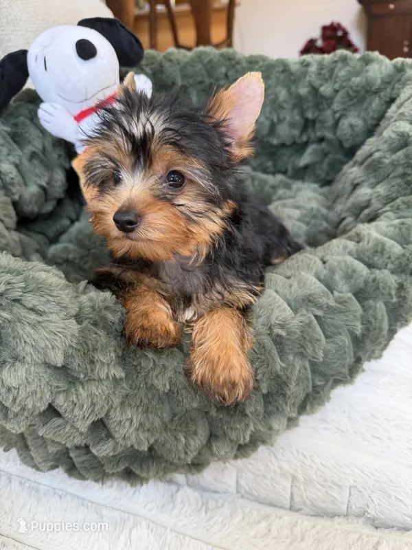 AKC Knox – Yorkshire Terrier puppy for sale in Willowbrook, IL