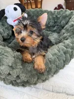 AKC Knox, a male Yorkshire Terrier for sale in Willowbrook, IL – 1 of 2