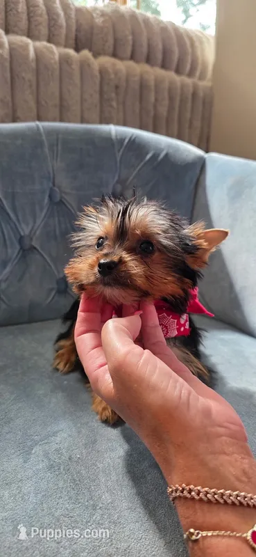 Teacup AKC Reg – Yorkshire Terrier puppy for sale in Willowbrook, IL