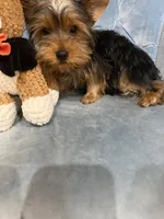 Twix, a male Yorkshire Terrier for sale in Willowbrook, IL – 2 of 2