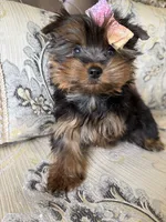 AKC Nola, a female Yorkshire Terrier for sale in Willowbrook, IL – 3 of 3
