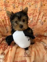 AKC Havana, a female Yorkshire Terrier for sale in Willowbrook, IL – 2 of 4