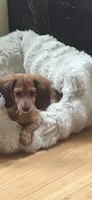 AKC Daisy, a female Miniature Dachshund for sale in Willowbrook, IL – 3 of 3