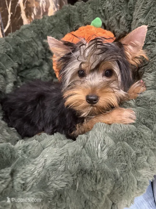 Snickers – Yorkshire Terrier puppy for sale in Miami, FL