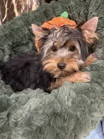 Snickers, a male Yorkshire Terrier for sale in Willowbrook, IL – 1 of 2