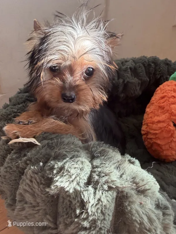 Teacup AKC Reg – Yorkshire Terrier puppy for sale in Willowbrook, IL