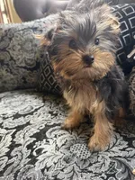 AKC Nala, a female Yorkshire Terrier for sale in Willowbrook, IL – 2 of 2