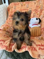 AKC Havana, a female Yorkshire Terrier for sale in Willowbrook, IL – 3 of 4