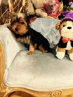 AKC Twix, a male Yorkshire Terrier for sale in Willowbrook, IL – 2 of 2