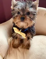 Snickers, a male Yorkshire Terrier for sale in Miami, FL – 1 of 1