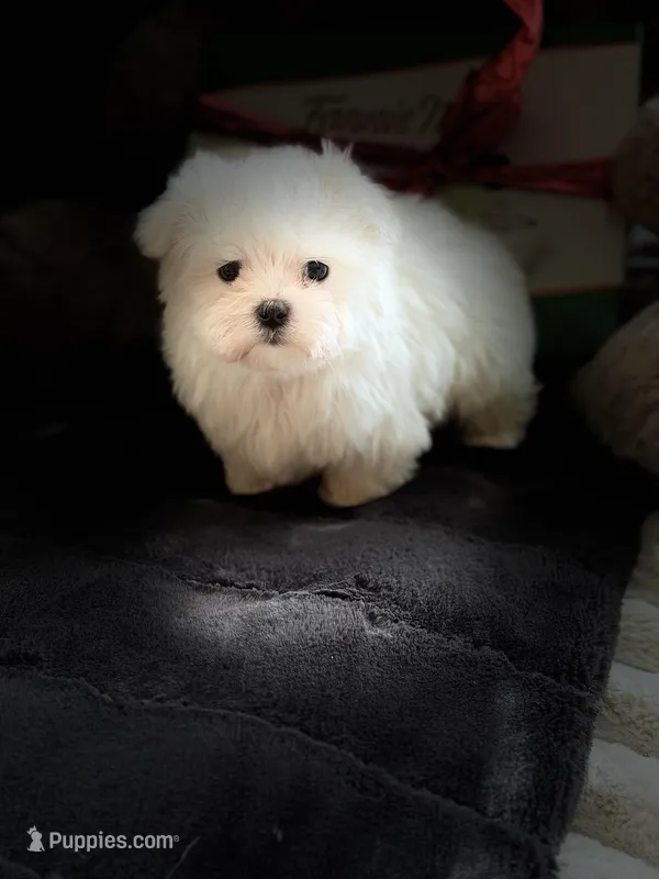 Benz, a male Maltese for sale in Willowbrook, IL – Photo 1 of 1