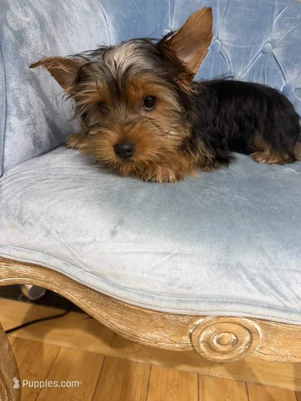 Twix – Yorkshire Terrier puppy for sale in Miami, FL