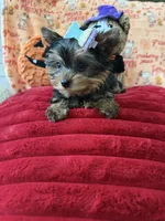 AKC Luna, a female Yorkshire Terrier for sale in Willowbrook, IL – 3 of 3