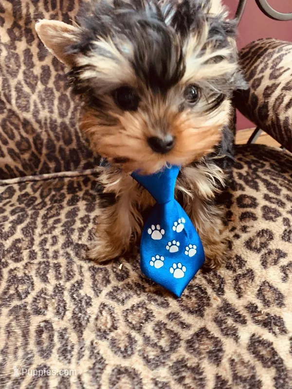 AKC Teacup Cosmo – Yorkshire Terrier puppy for sale in Bolingbrook, IL