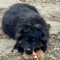 Jingle, a male Miniature Australian Shepherd for sale in Willowbrook, IL – 1 of 1